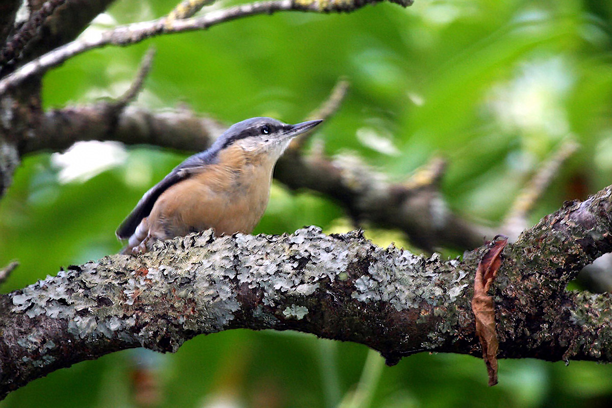 Ornithologie et observation des oiseaux